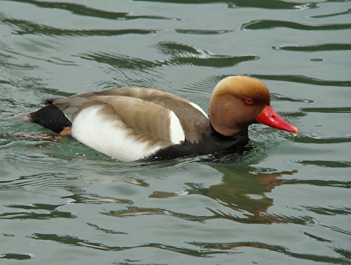 red-crested pochard